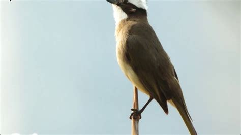 家裡有鳥叫聲